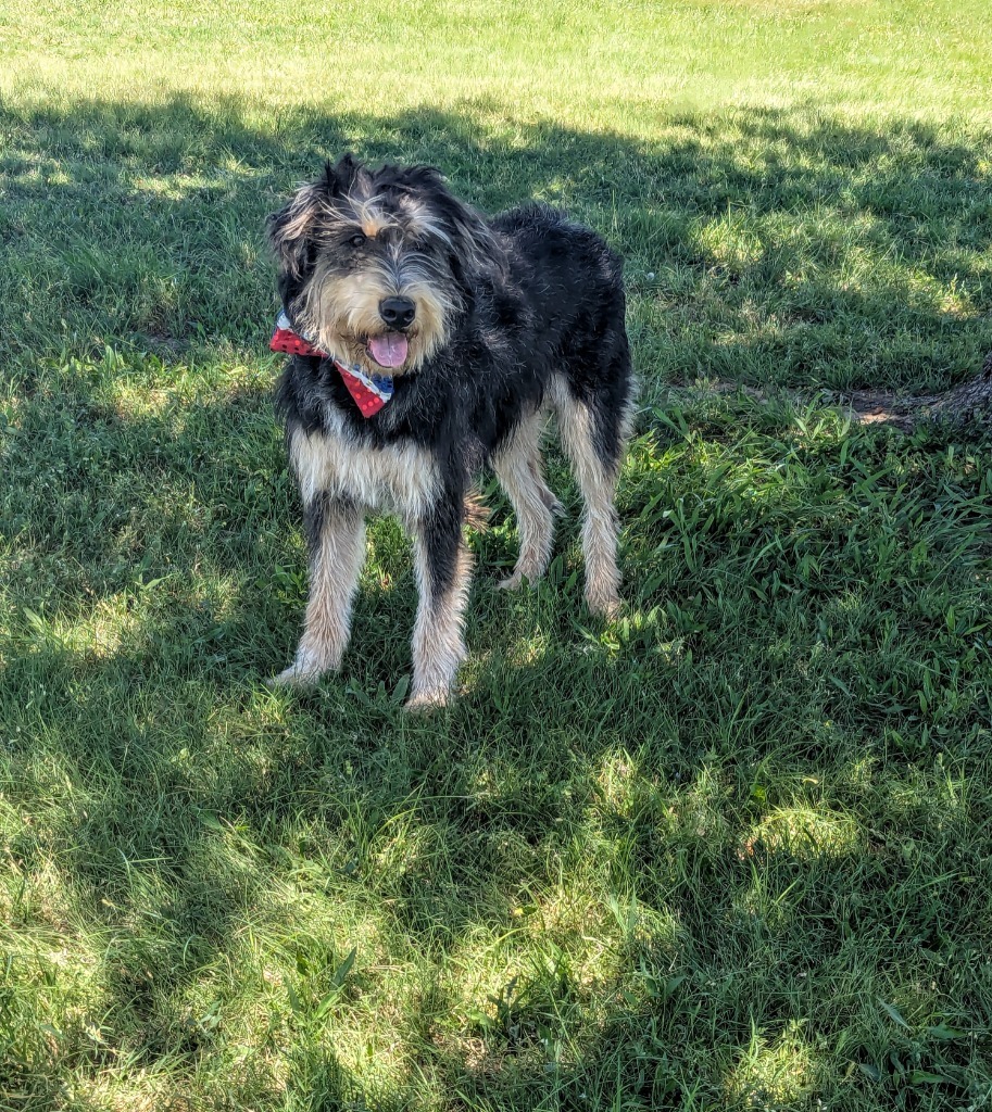 Jefferson, an adoptable Schnauzer in Arlington, TX, 76013 | Photo Image 5