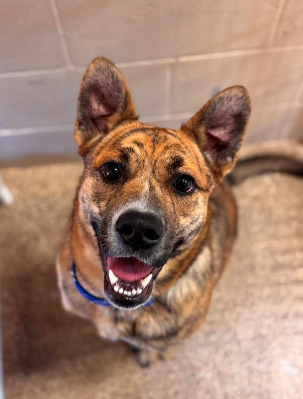 Nala