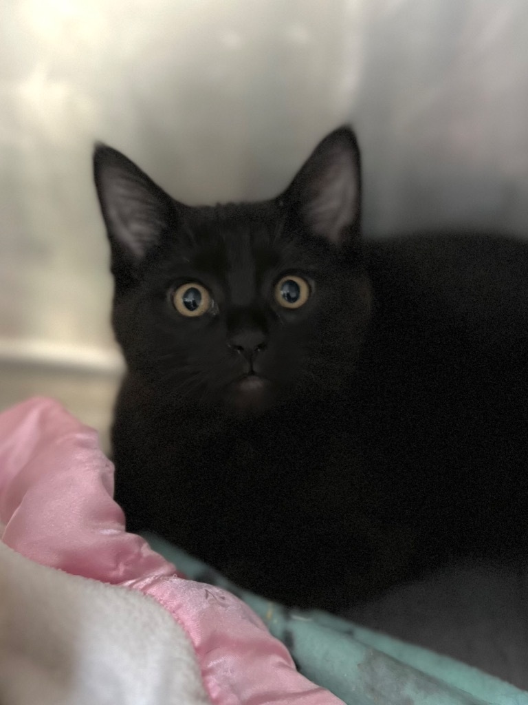Marmalade