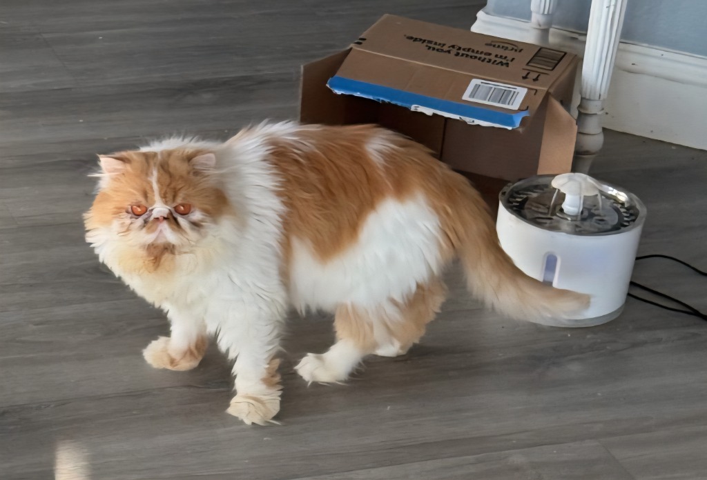 Shortcake, an adoptable Persian in San Jacinto, CA, 92583 | Photo Image 1