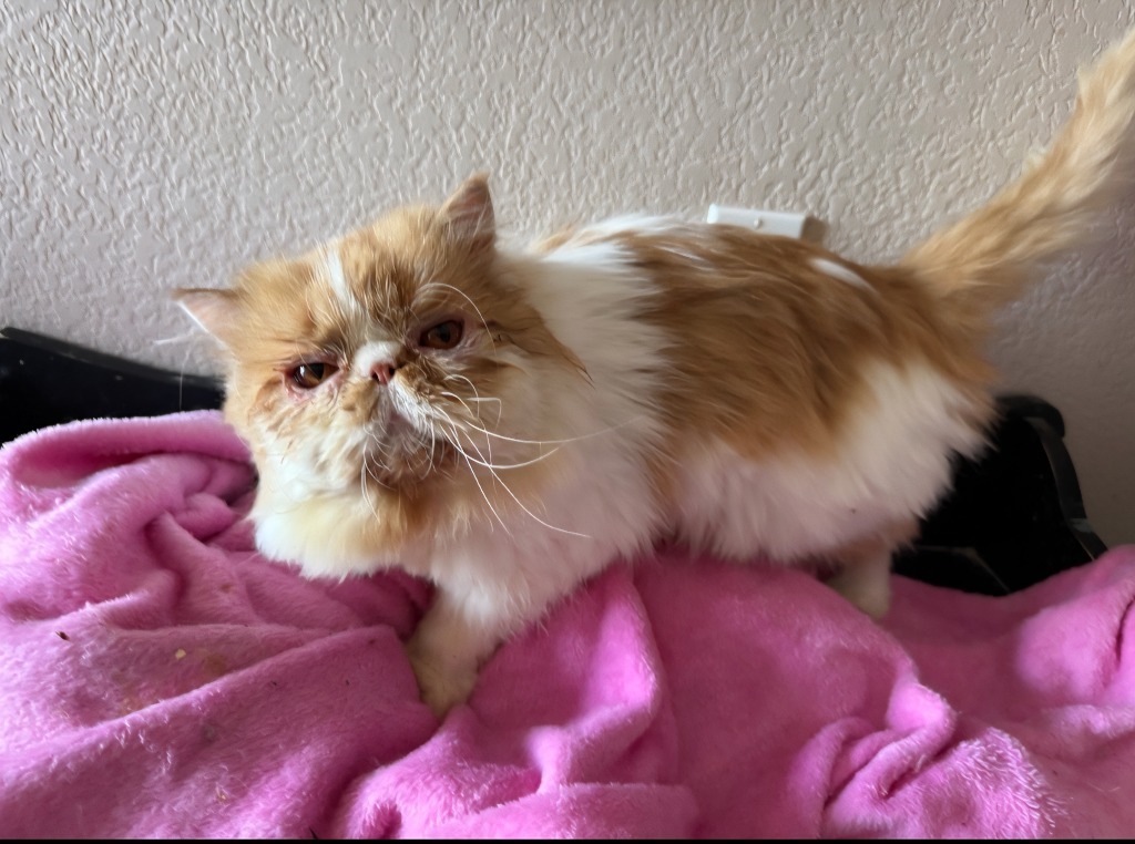 Shortcake, an adoptable Persian in San Jacinto, CA, 92583 | Photo Image 2