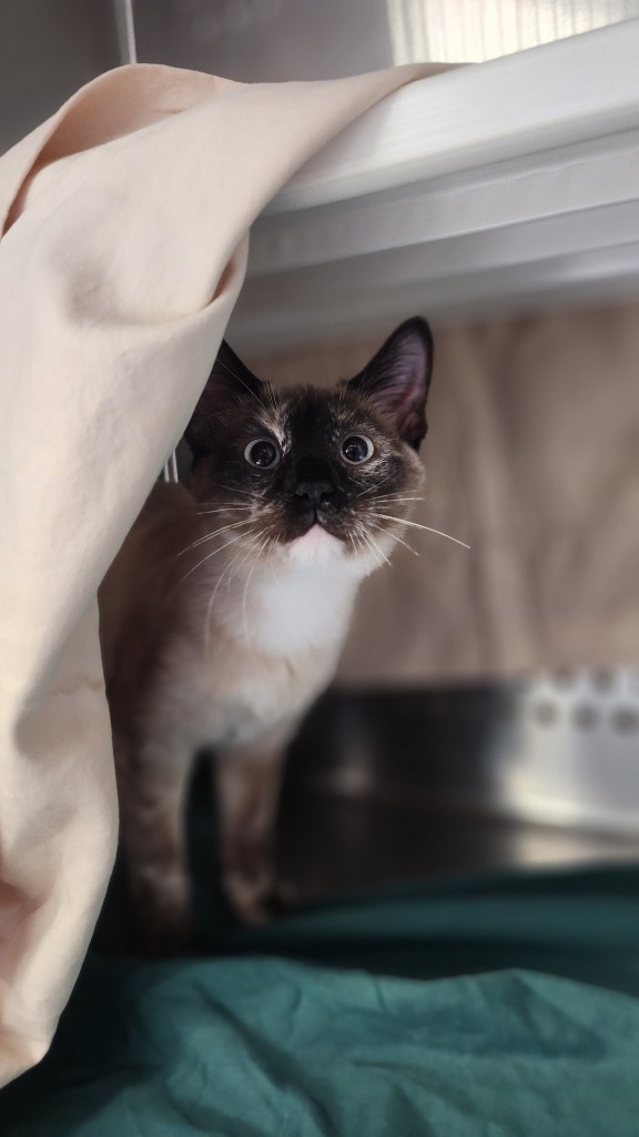 Dottie