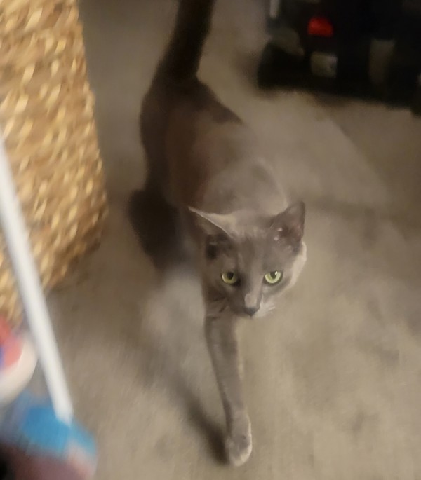 Sophia