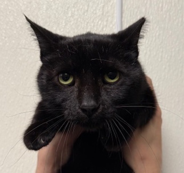 Atlas, an adoptable Domestic Short Hair in Littleton, CO, 80120 | Photo Image 1