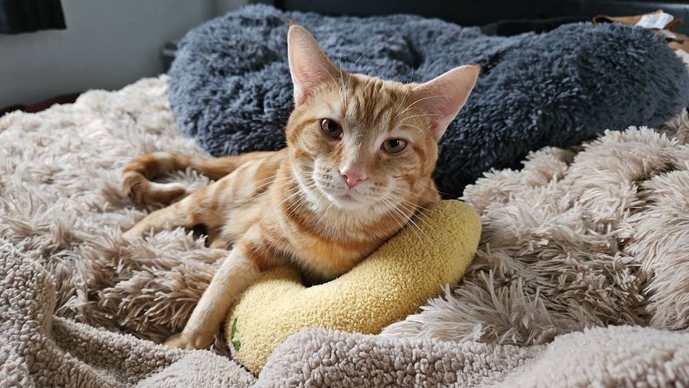 Spud
