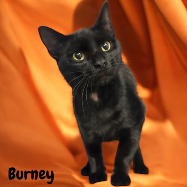 Burney thumbnail 1