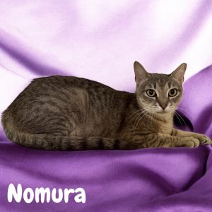 Nomura, Adult Female Domestic Short Hair