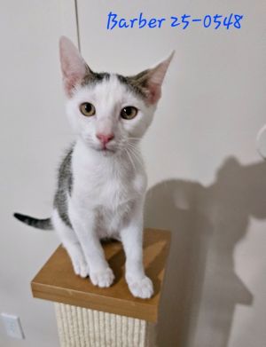 Barber Quarter, Baby Male Domestic Short Hair