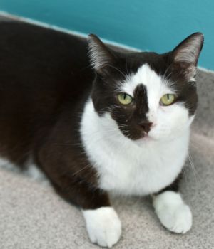 Matcha came to Good Mews from a local county shelter for a better chance at finding his forever home