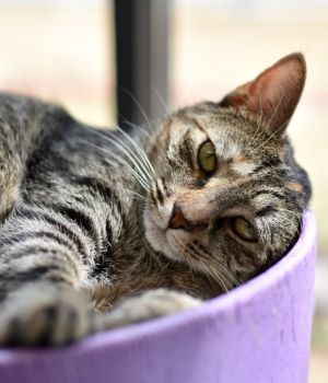 Beignet came to Good Mews in need of a fresh start Originally adopted from us as a kitten she some
