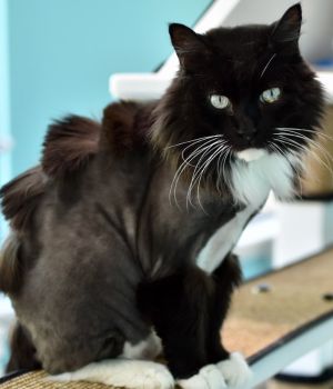 Meet Austin a gentle and shy soul looking for a forever home This sweet boy is the quintessential 