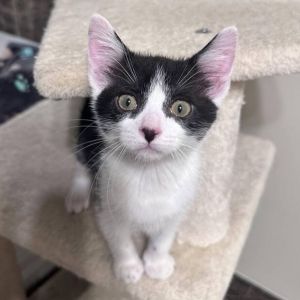 Pollen, Baby Male Domestic Short Hair