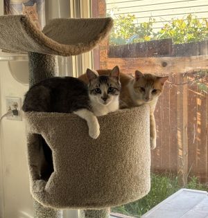 Jack, Adult Male Domestic Short Hair