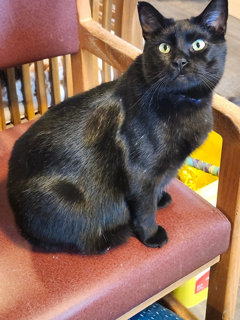 Cedric, an adoptable Domestic Short Hair in Rice Lake, WI, 54868 | Photo Image 1