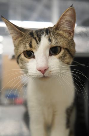 Montana, Adult Female Domestic Short Hair