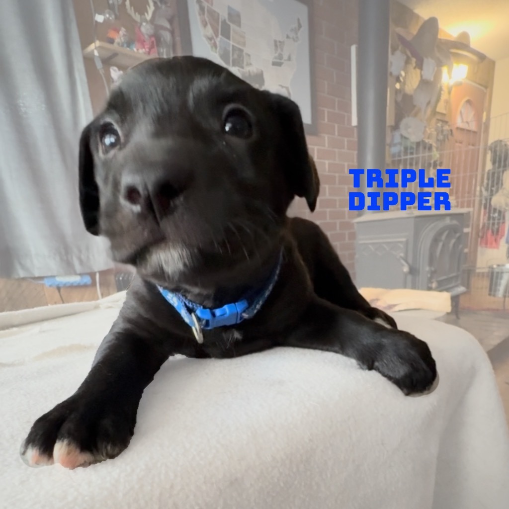 Triple Dipper