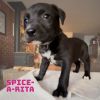 Spice-a-Rita photo 2