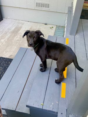 Ancho Pasta, Baby Male Australian Cattle Dog / Blue Heeler
