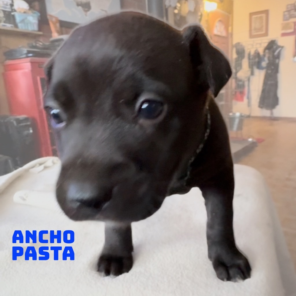 Ancho Pasta