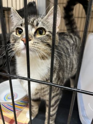 Misty, Young Female Domestic Short Hair