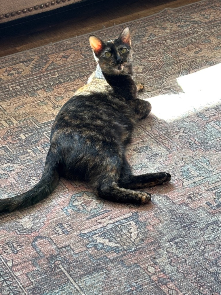 Raisin (Harleigh)