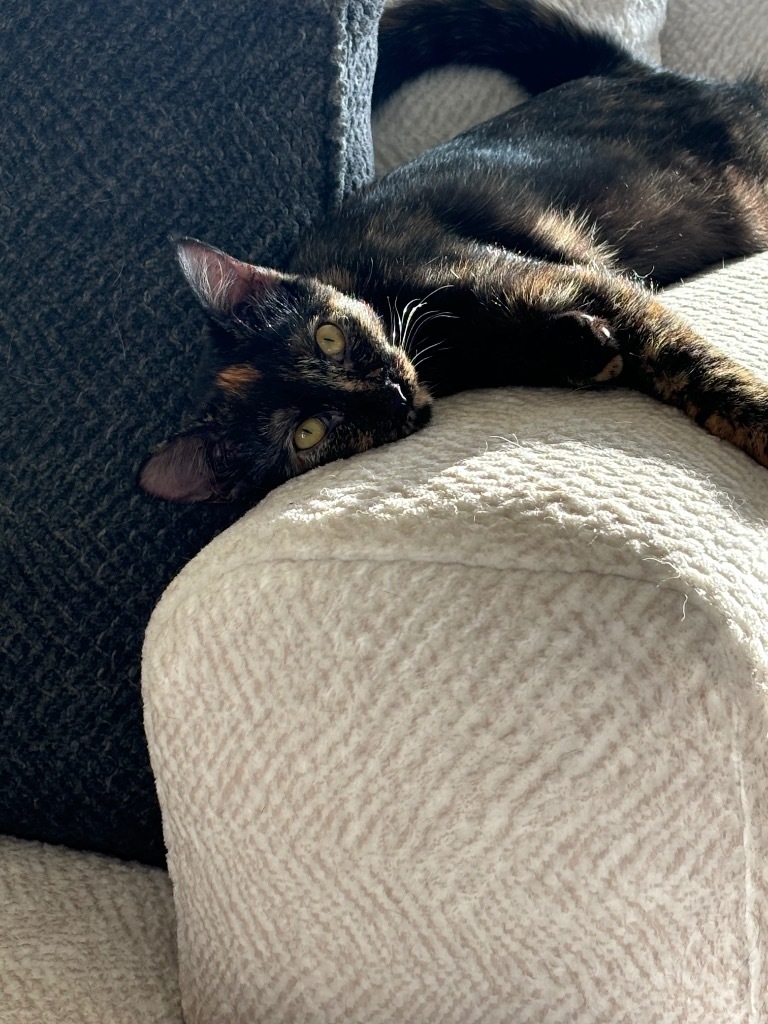 Raisin (Harleigh)