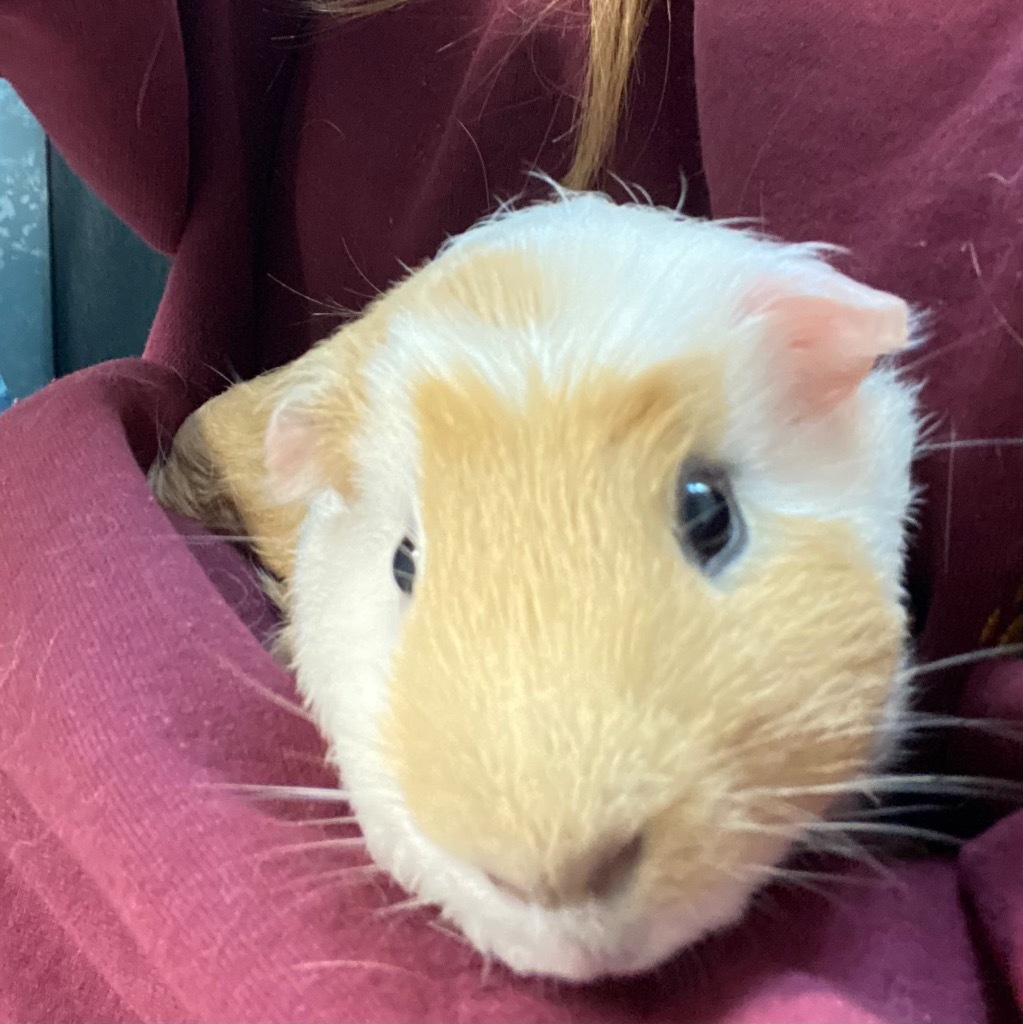 Piggie Smalls