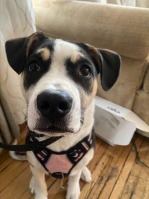 Benz, Young Male Pit Bull Terrier