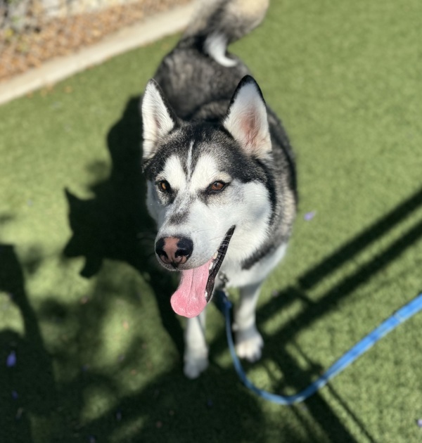 Milo