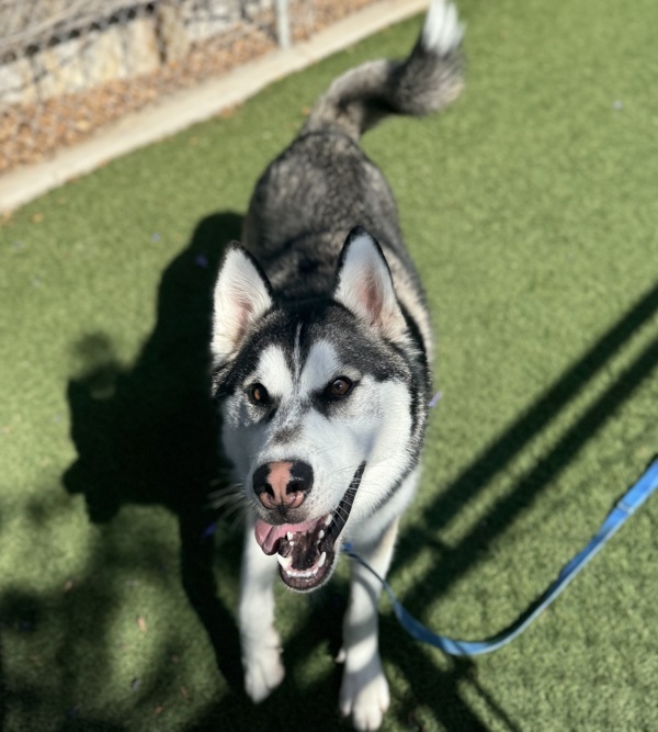 Milo