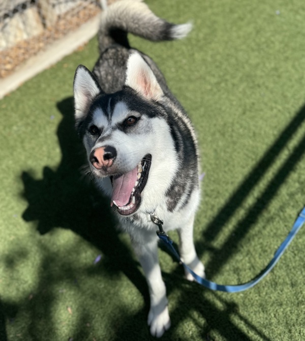 Milo
