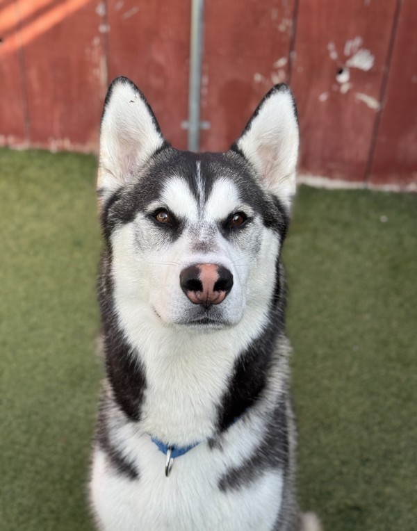 Milo
