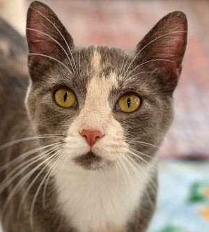 Meet Lexi a beautiful young dilute tortie with a heart full of love Her recent time spent as a fie