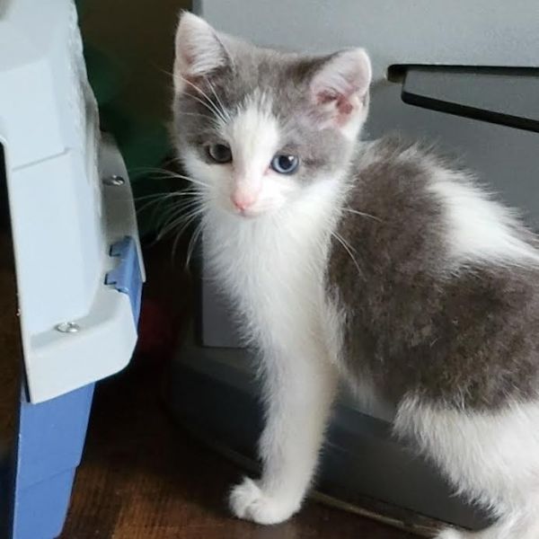 Gidget photo 1