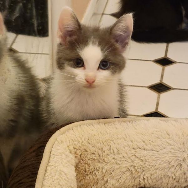 Gidget thumbnail 3