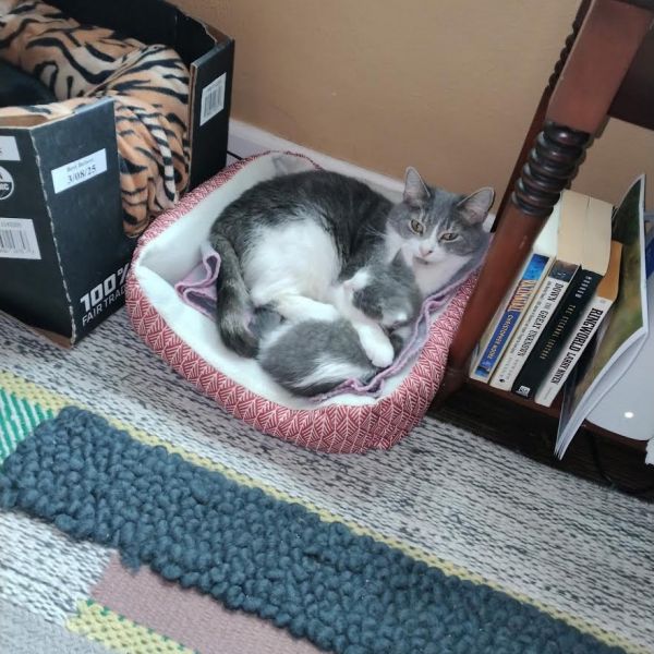 Gidget thumbnail 6