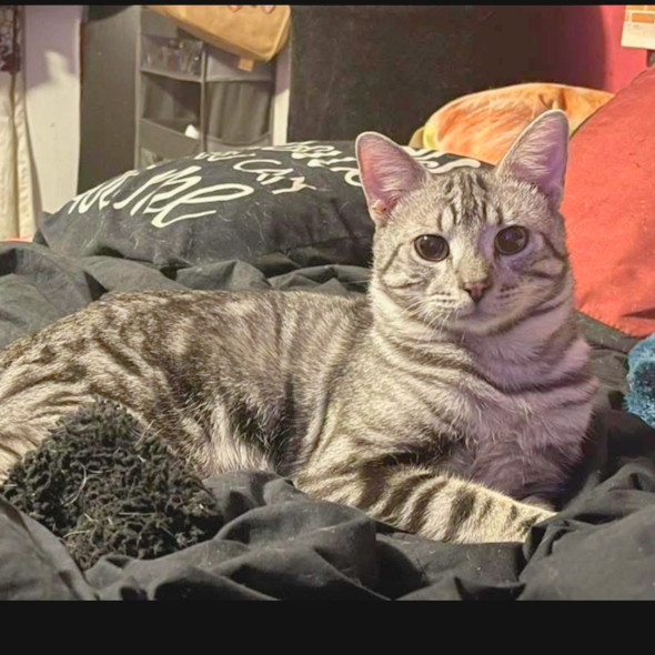 Comet Orrin thumbnail 1