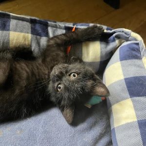 Lucky, Baby Male Domestic Short Hair