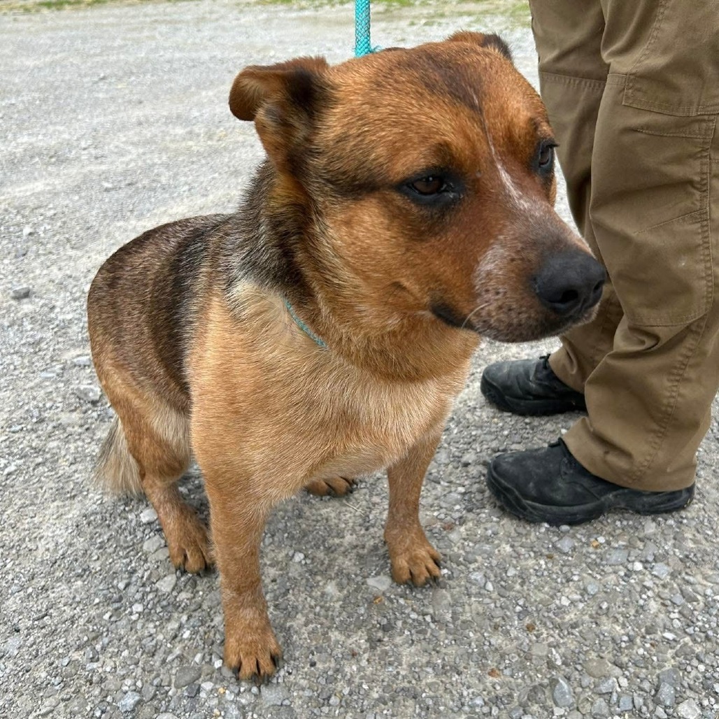 Boone - Heeler