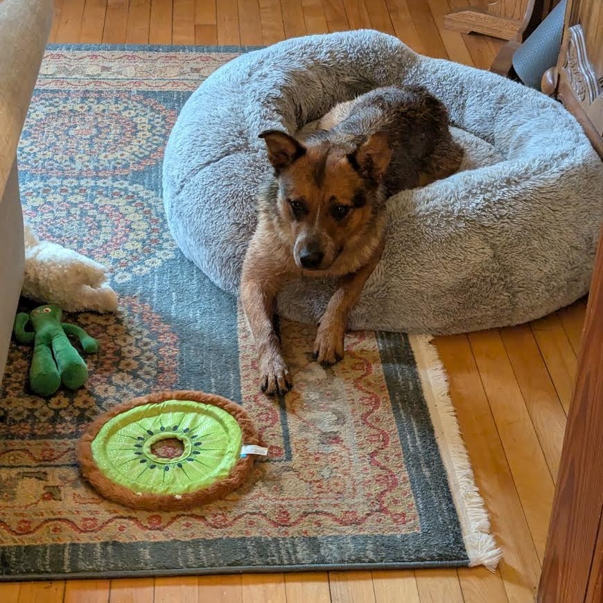 Boone - Heeler
