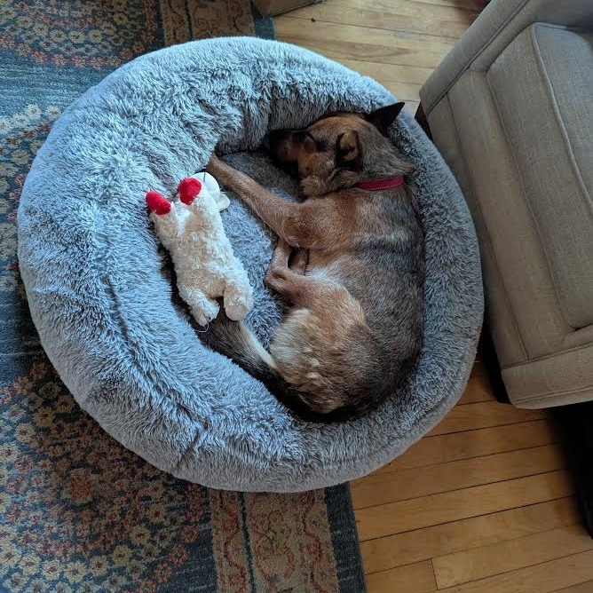 Boone - Heeler