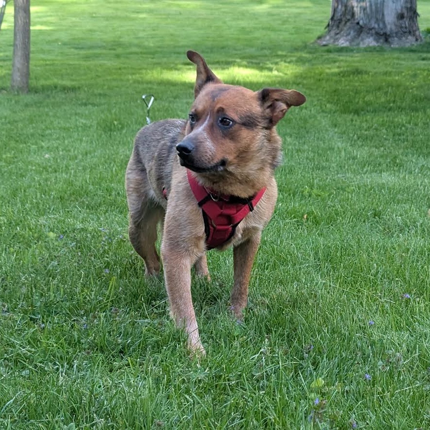 Boone - Heeler