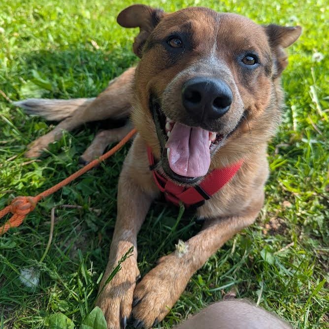 Boone - Heeler
