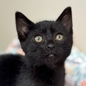 Hi there My name is Boogie and Im at the Santa Maria Campus Im a 2 month old Domestic Shorthair
