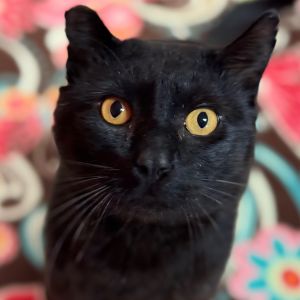 Hi there My name is Slinky and Im at the Santa Maria Campus Im a 2 year old male Domestic
