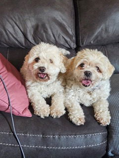 D124 Litter Teddy - BONDED PAIR, Senior Male Bichon Frise