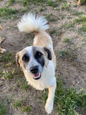 You can fill out an adoption application online on our official websiteMeet Otto - The Tiny Tornado