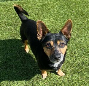 You can fill out an adoption application online on our official websiteMeet Drake The Loyal Heart 