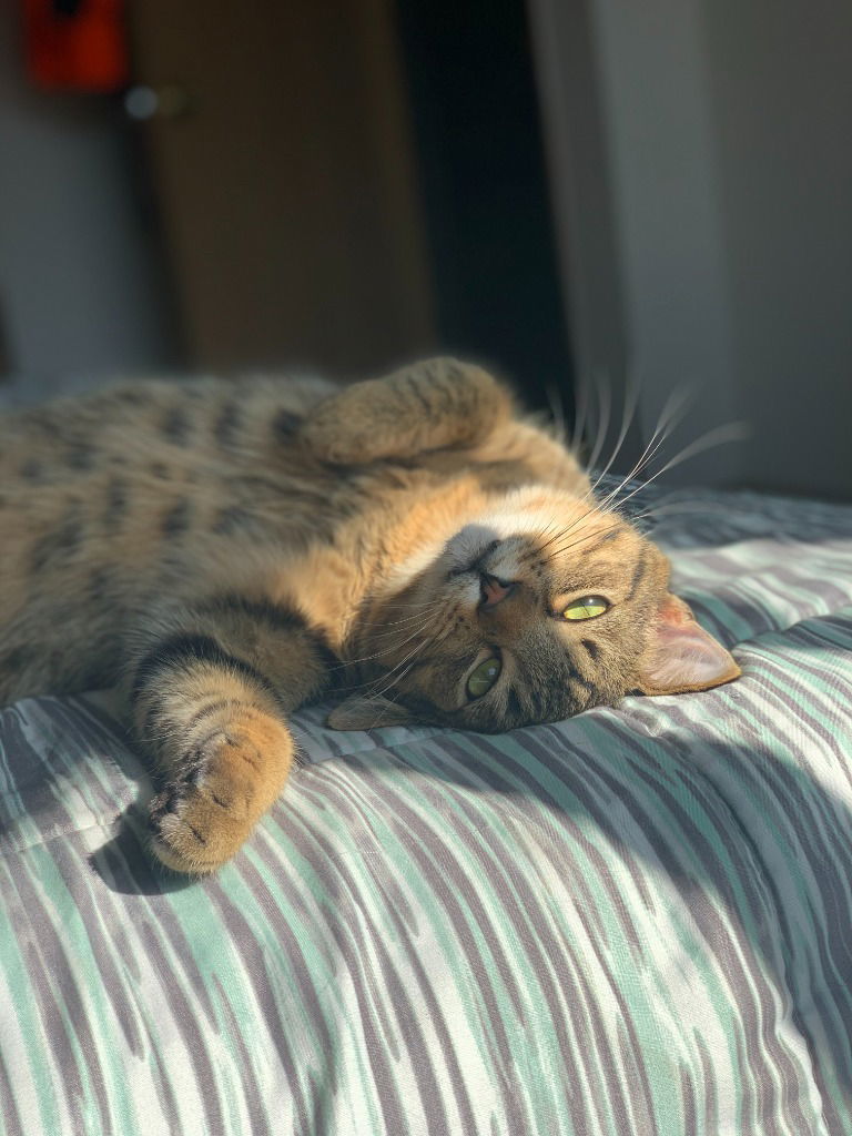 Whiskey
