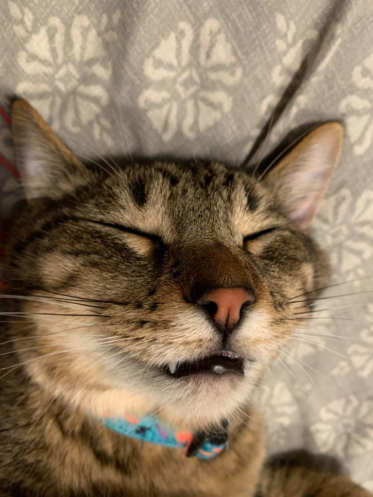 Whiskey